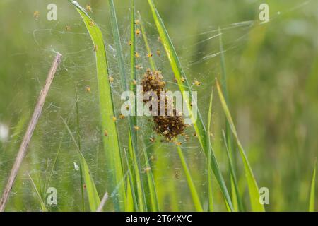 Garten-Kreuzspinne, Jungtiere im Kokon, Jungspinne, Jungspinnen, Nest, Gartenkreuzspinne, Gemeine Kreuzspinne, Kreuzspinne, Kreuzspinnen, Araneus diad Stockfoto
