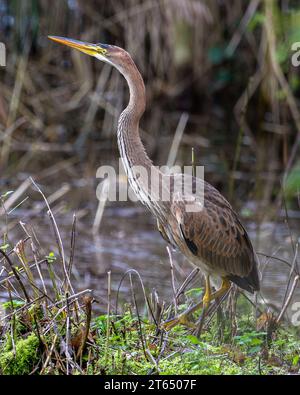 Purpurreiher (Ardea Purpurea) Stockfoto