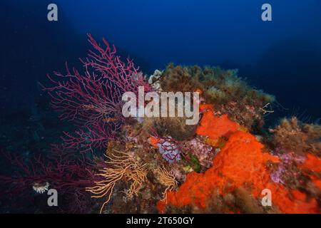 Ein leuchtender Farbtupfer im Mittelmeer: Violeszierende Meerpeitsche (Paramuricea clavata), gelbe Gorgonien (Eunicella cavolinii) und orangefarbene Polster Stockfoto