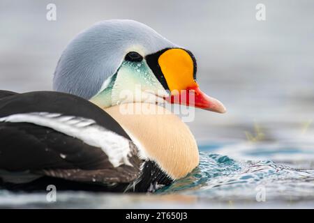 King Eider (Somateria spectabilis), Porträt eines Mannes, Batsfjord, Batsfjord, Varanger Halbinsel, Finnmark, Nordnorwegen, Norwegen Stockfoto