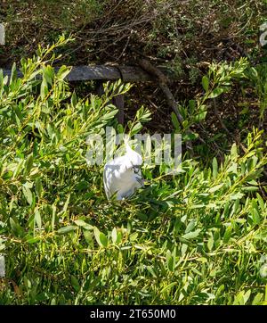 Cacatuidae ist lokal in Narrabeen, Sydney, NSW, Australien Stockfoto