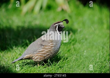 Kalifornische Wachtel (Callipepla californica) (Lophortyx californica), männlich, in Gefangenschaft, Vorkommen in Nordamerika Stockfoto