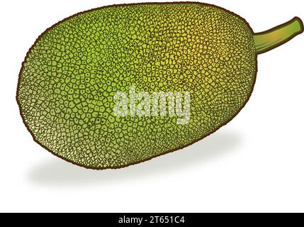 Kunst der Außen einer Jackfrucht (Artocarpus heterophyllus) die essbare Frucht des Jackbaums, Mitglied der Familie Feigen, Maulbeeren und Brotfrüchte Stockfoto