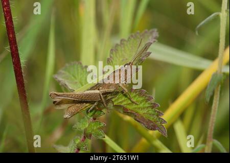 Natürliche Nahaufnahme des vom Aussterben bedrohten Steppe Grasshopper, Chorthippus dorsatus, der auf einem grünen Blatt sitzt Stockfoto