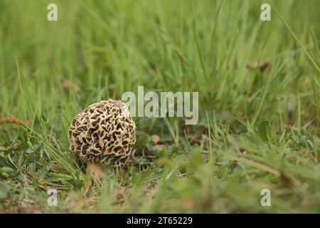 Morcheln (Morchella vulgaris), Morcheln, Morchella, Morchella, Morchella, Morchelartige, Morchellaceae, Pezizales, Pezizales, Pilz, röhrenförmig Stockfoto