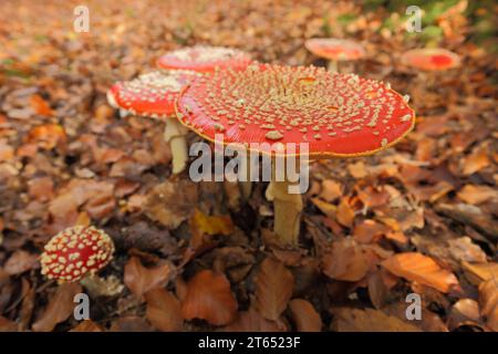 Gruppe der Fliegenagarika (Amanita muscaria), Schlangenbad, Taunus, Hessen, Deutschland Stockfoto