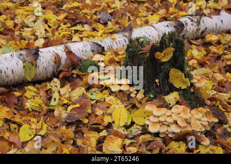 Gruppe Ziegelmütze (Hypholoma lateritium) mit Birkenstamm im Herbst, gefallene Blätter, Blattfallen, verfallene Blätter, totes Holz, Baumstumpf, Waldboden Stockfoto