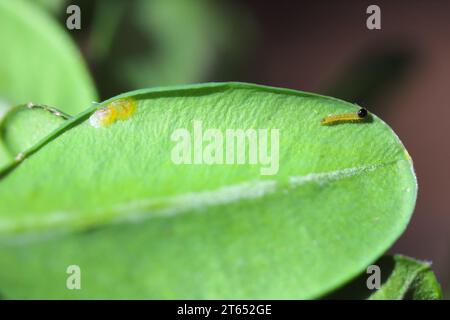 Buchsbaummotte (Cydalima perspectalis). Raupen, die gerade aus dem Ei befreit wurden. Stockfoto