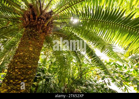 Tropischer Regenwald, Palm House, ältestes viktorianisches Gewächshaus der Welt, Royal Botanic Gardens, Kew, London, England, Großbritannien Stockfoto