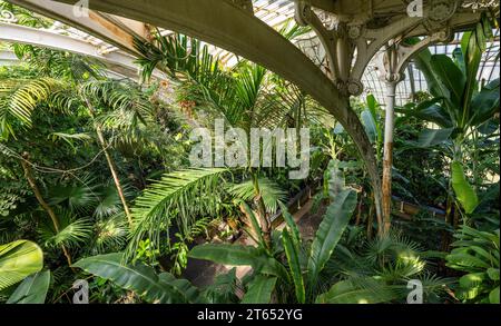 Tropischer Regenwald, Palm House, ältestes viktorianisches Gewächshaus der Welt, Royal Botanic Gardens, Kew, London, England, Großbritannien Stockfoto