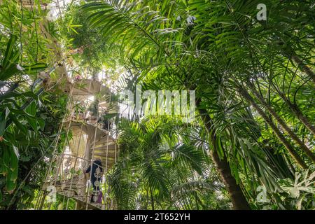 Tropischer Regenwald, gusseiserne Wendeltreppe, Palm House, ältestes viktorianisches Gewächshaus der Welt, Royal Botanic Gardens, Kew, London, England Stockfoto