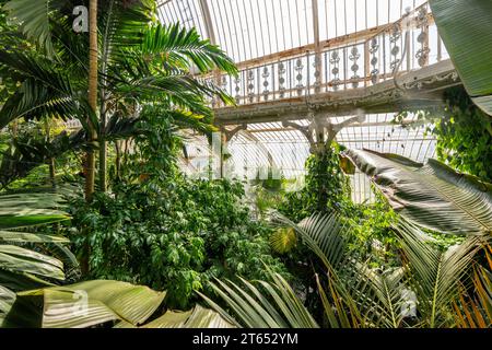 Tropischer Regenwald, Palm House, ältestes viktorianisches Gewächshaus der Welt, Royal Botanic Gardens, Kew, London, England, Großbritannien Stockfoto