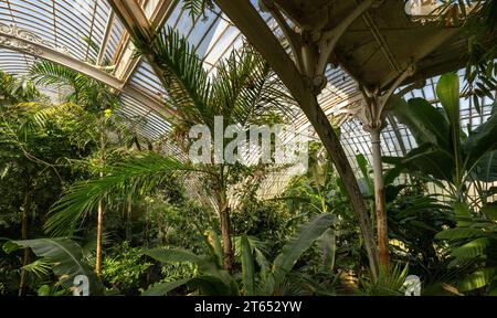 Tropischer Regenwald, Palm House, ältestes viktorianisches Gewächshaus der Welt, Royal Botanic Gardens, Kew, London, England, Großbritannien Stockfoto