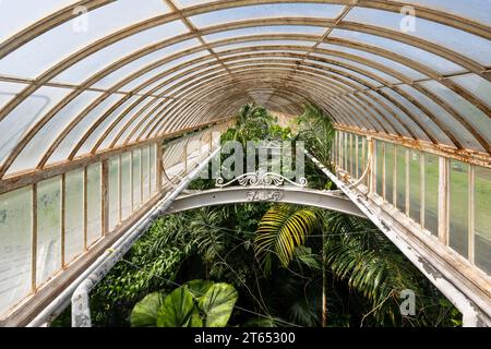 Tropischer Regenwald, Palm House, ältestes viktorianisches Gewächshaus der Welt, Royal Botanic Gardens, Kew, London, England, Großbritannien Stockfoto