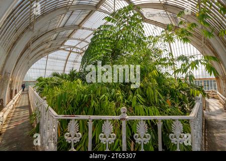 Tropischer Regenwald, Palm House, ältestes viktorianisches Gewächshaus der Welt, Royal Botanic Gardens, Kew, London, England, Großbritannien Stockfoto