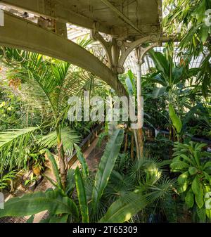 Tropischer Regenwald, Palm House, ältestes viktorianisches Gewächshaus der Welt, Royal Botanic Gardens, Kew, London, England, Großbritannien Stockfoto