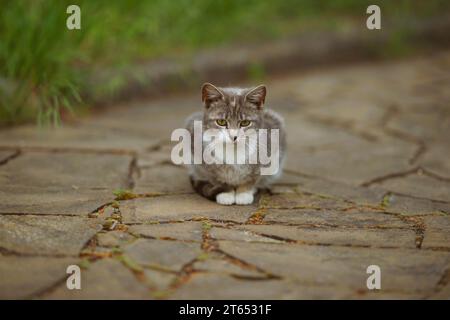 Einsame Katze, die auf der Straße sitzt. Stockfoto