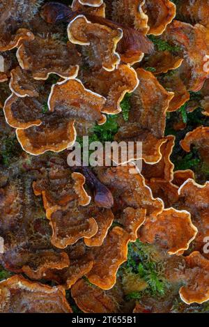 Falsche putenschwanzkruste / behaarte Vorhangkruste (Stereum hirsutum), die auf totem Holz im Herbstwald wächst Stockfoto