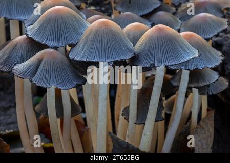 Glimmermütze / glänzende Tintenmütze / glänzende Mütze (Coprinellus micaceus / Agaricus micaceus / Coprinus micaceus) auf verfaultem Baumstumpf im Herbstwald Stockfoto