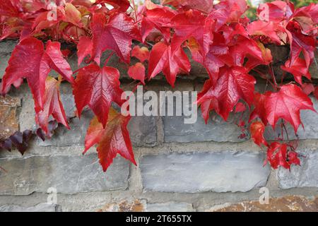 Blick auf schöne rot verfärbte Blätter einer Parthenocissus trikuspidata Pflanze auf einer grauen Steinmauer, Kopierraum Stockfoto