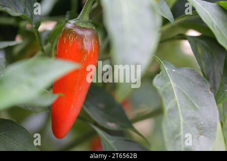 Ein Jalapeno-Pfeffer noch auf der Weinrebe in meinem Garten. Stockfoto