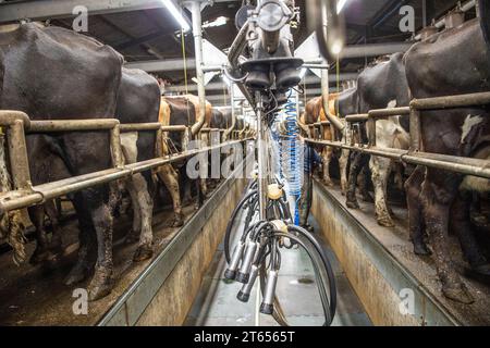 Weibliche Herdsperson melkende Kühe Stockfoto