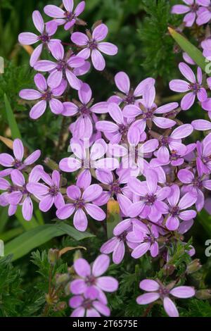 Rotstielige Filaree Erodium cicutarium kleine Unkräuter im Rasen Garten Unkraut Purple Blumen blühende Gartenrasenpflanze Purple Erodium Common Storksbill Nice Stockfoto