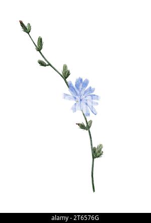 Blühende Zichorien. Aquarellillustration eines Zweiges mit Knospen und Blume. Handgezeichnetes blaues Hendibeh auf isoliertem Hintergrund. Stockfoto