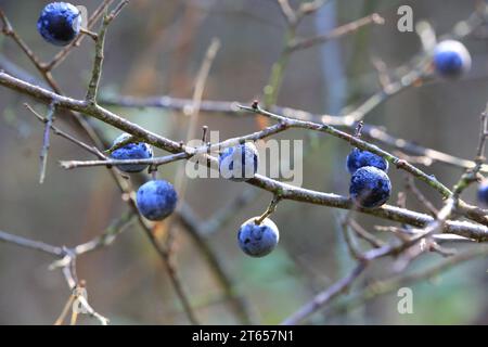 Schwarzdornbeeren auf einem Busch im Herbstwald Stockfoto