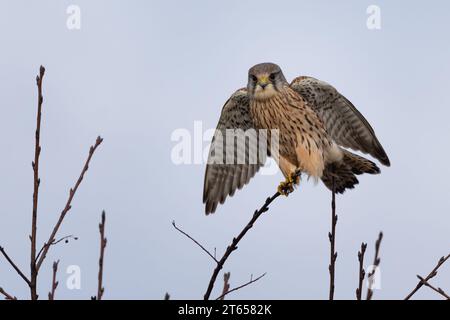 Kestrel (Falco tinnunculus) in Perth, Schottland, Vereinigtes Königreich. Stockfoto
