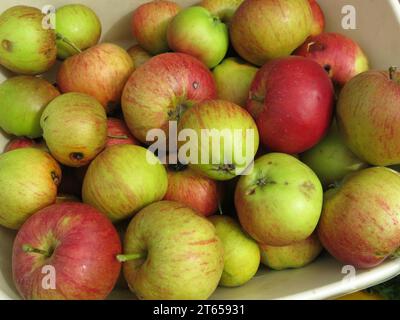 Eine fruchtbare Ernte im Herbst 2023, in der Äpfel aus einem englischen Garten gegessen wurden, Variety Fiesta „Red Pippin“, die hier in einer Wanne mit frisch geerntetem Obst ausgestellt wird. Stockfoto
