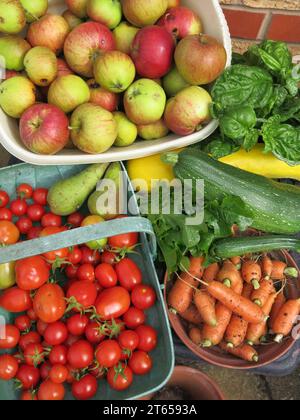 Eine farbenfrohe Auswahl an frischem Obst und Gemüse aus einem englischen Garten im Herbst 2023: Äpfel, Karotten, Tomaten, Birnen, Basilikum und Zucchini. Stockfoto