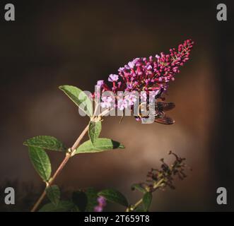 Wunderschöne Naturfotos von einer Ente, einer wilden Katze und Nahaufnahme einer Biene auf einer Blume. Stockfoto