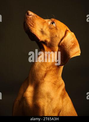 Ein Hund sitzt wie ein König. Stockfoto