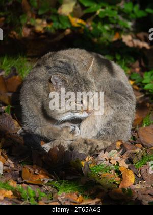 Wilde Waldkatze (felis silvetris silvestris), die in der Sonne sitzt Stockfoto
