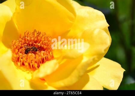 Honigbiene auf gelber Rose Stockfoto