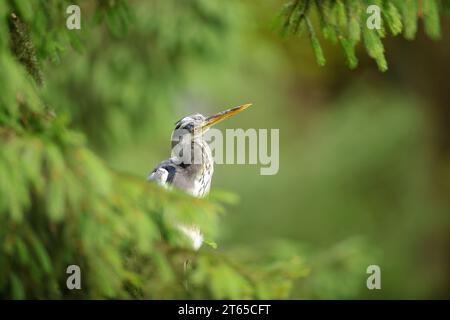 Kurioser Graureiher zwischen Nadelbäumen an einem sonnigen Tag mit Wald im Hintergrund Stockfoto