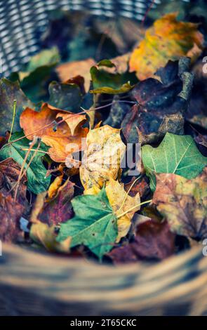 Ein Korb voller Herbstblätter Stockfoto