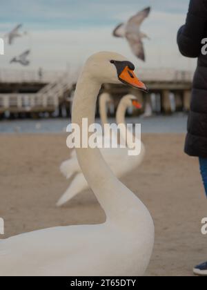 Porträt eines wunderschönen Schwans, der auf dem Hintergrund der Pierce steht. Sopot polen Stockfoto