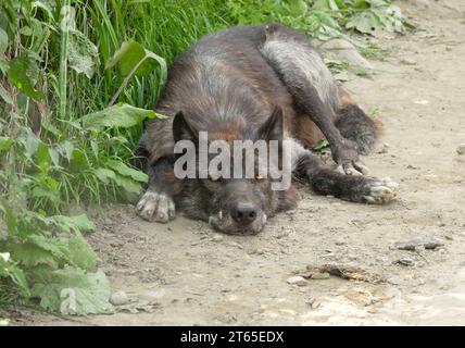 Kanadischer Schwarzer Wolf liegt im Schatten, versteckt vor der Hitze Stockfoto
