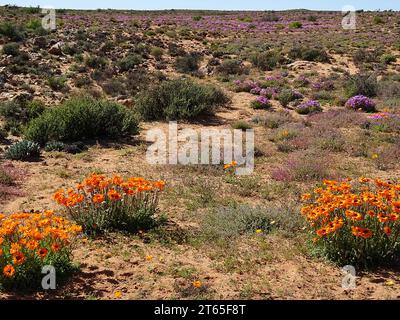 Blumen des südlichen Afrika nach einem Winterregen in namaqualand, helle Farben und helles Sonnenlicht. Stockfoto