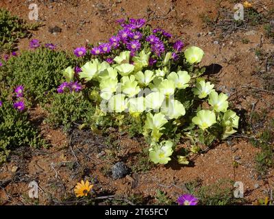 Blumen des südlichen Afrika nach einem Winterregen in namaqualand, helle Farben und helles Sonnenlicht. Stockfoto