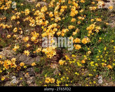 Blumen aus dem südlichen Afrika, hier Lampranthus aureus „Gelb“ nach einem Winterregen, in namaqualand, helle Farben und helles Sonnenlicht. Stockfoto