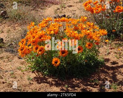 Blumen des südlichen Afrika nach einem Winterregen in namaqualand, helle Farben und helles Sonnenlicht. Stockfoto