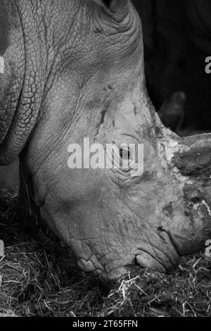 Weißes Nashorn im Knowsley Safari Park Stockfoto