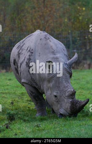 Weißes Nashorn im Knowsley Safari Park Stockfoto