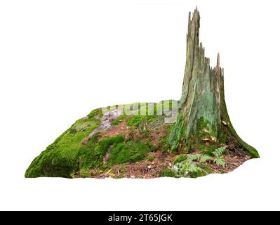 Alter Baumstamm auf Steinen in Moos isoliert auf weißem Hintergrund Stockfoto