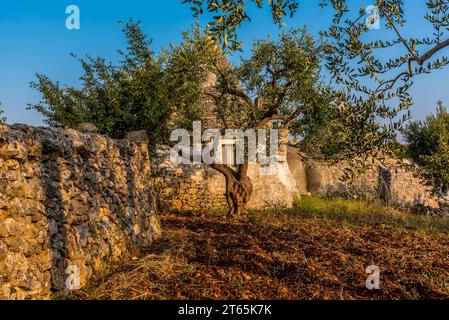 Olivenbäume und traditionelle Trulli-Häuser in ländlicher Umgebung in der Nähe von Martina Franca, Bari, Italien im Sommer Stockfoto
