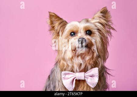 Ein kleiner yorkshire Terrier mit einer niedlichen rosa Schleife und erhöhten Ohren sitzt auf einem schlichten rosa Hintergrund und schaut in die Kamera. Niedlicher Hündchen nahe bei dir Stockfoto
