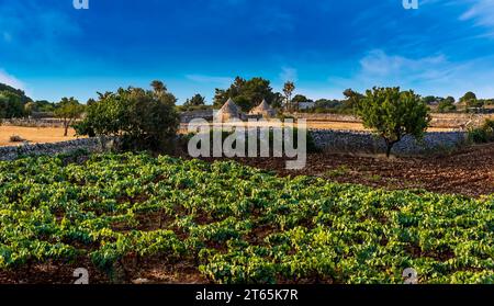 Eine ländliche Szene in Apulien mit traditionellen Trulli-Häusern, Trockenmauern, Olivenbäumen und Weinstöcken in der Nähe von Martina Franca, Bari, Italien im Sommer Stockfoto